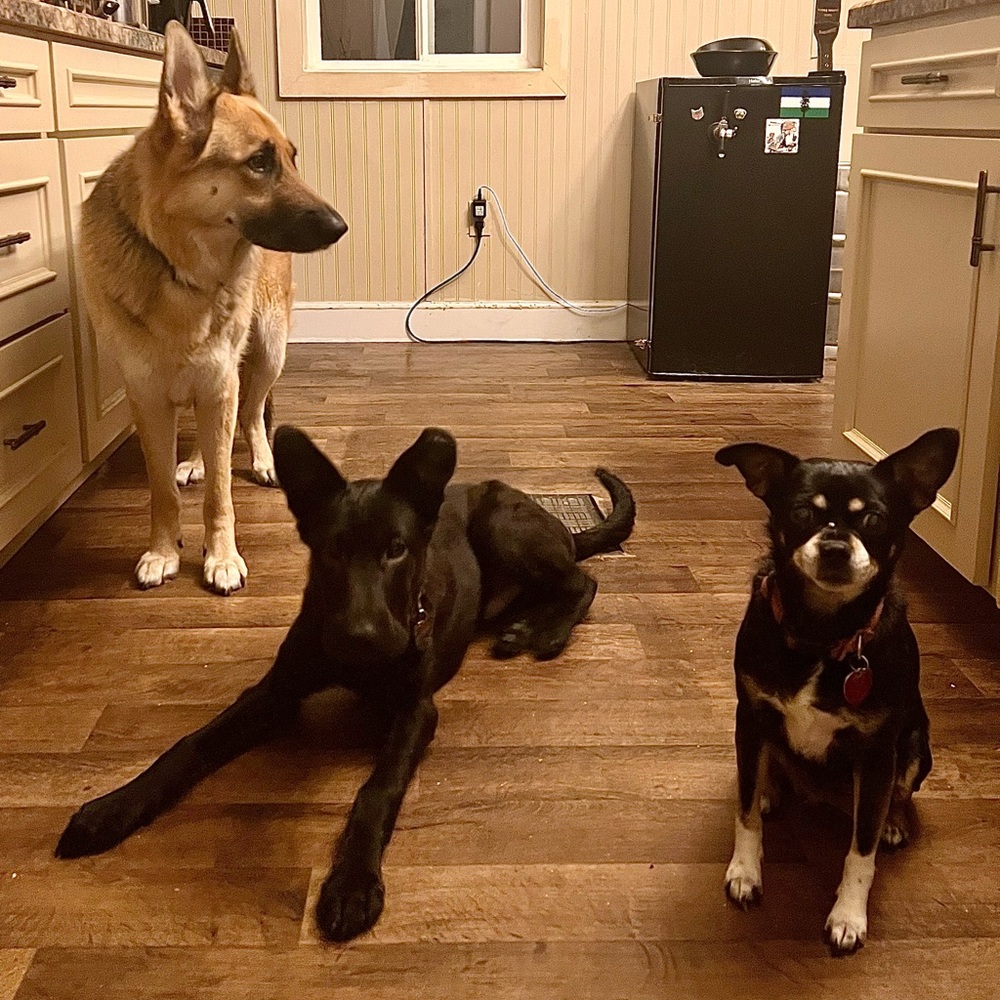 Pet friendly home - Picture 2 of 16